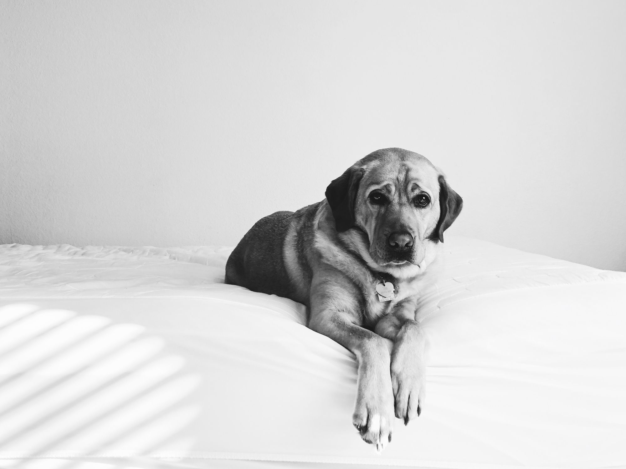 Yellow lab on a bed, black and white