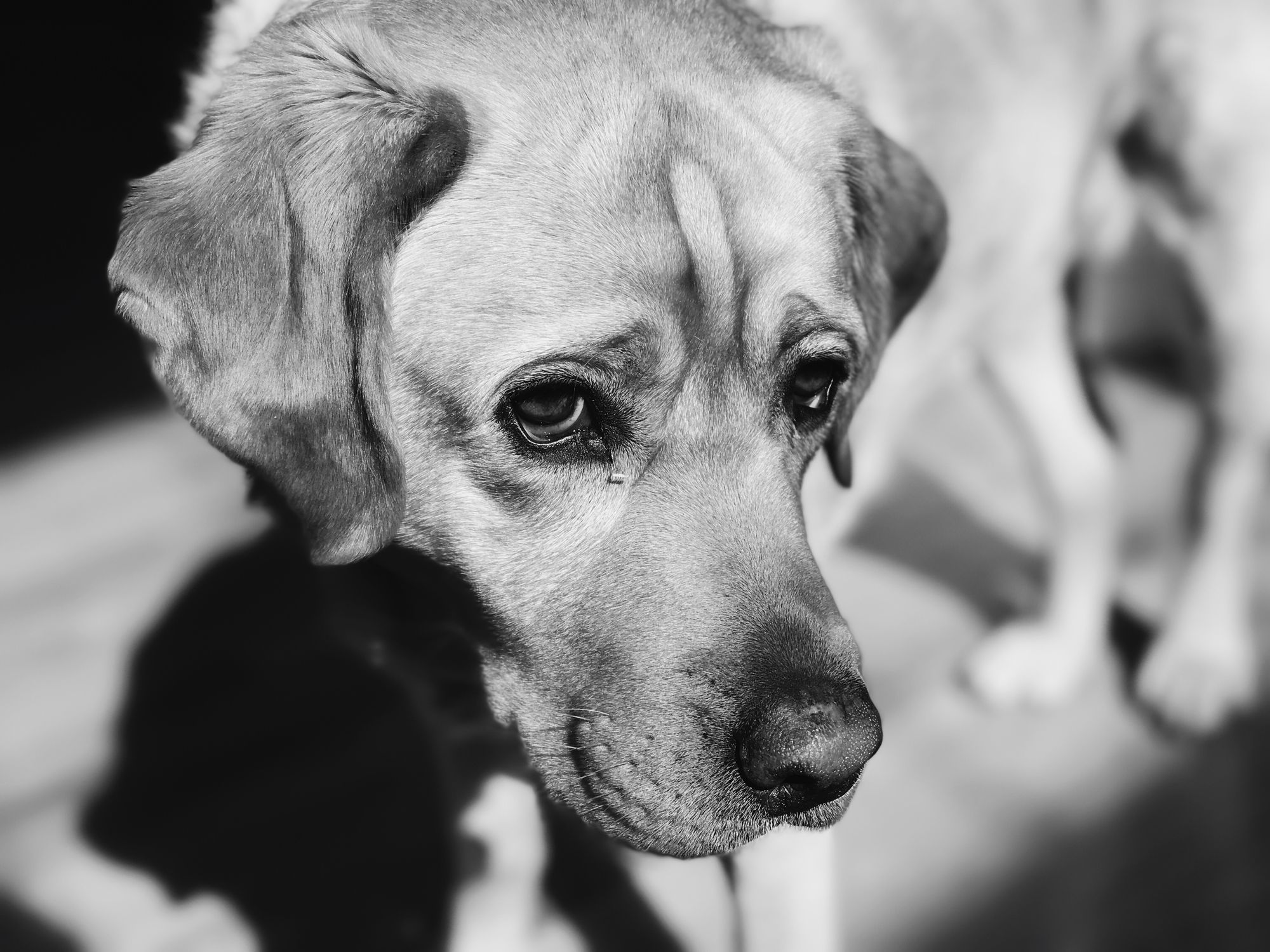 Black and white portrait of a yellow lab