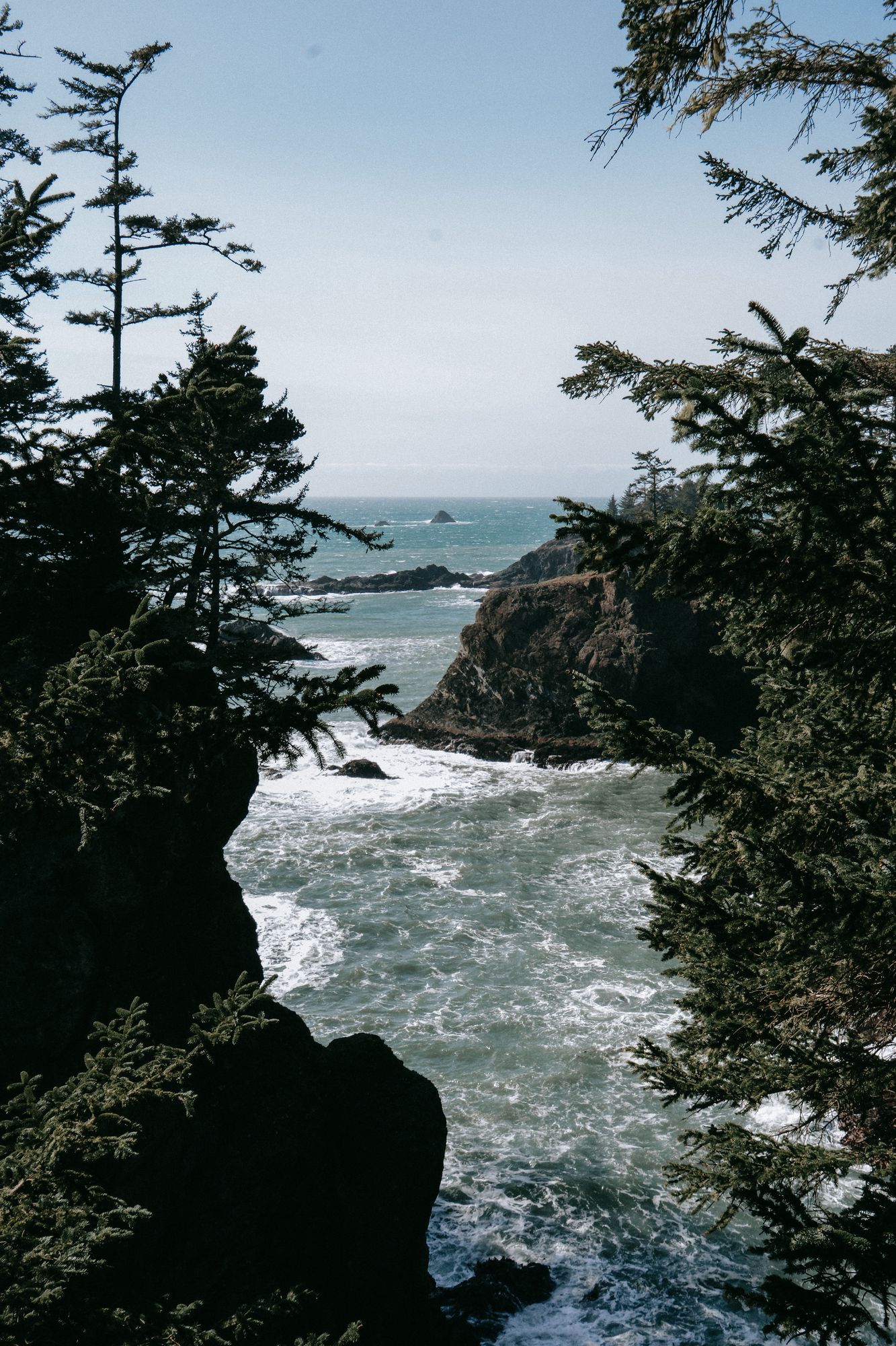 Ocean cove through pines