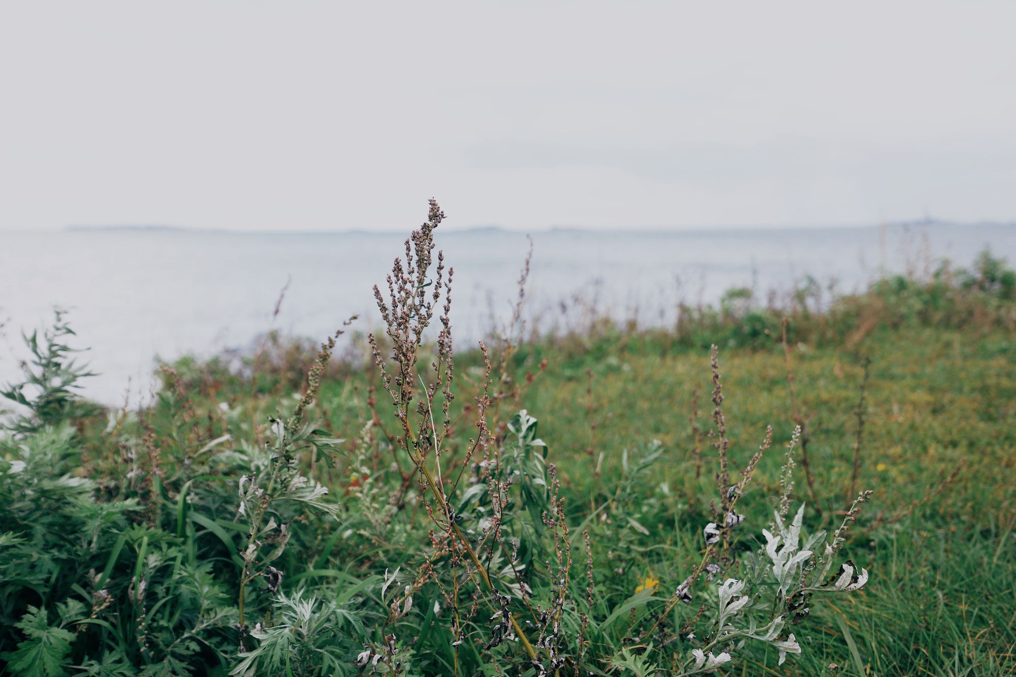 Coastal grasses