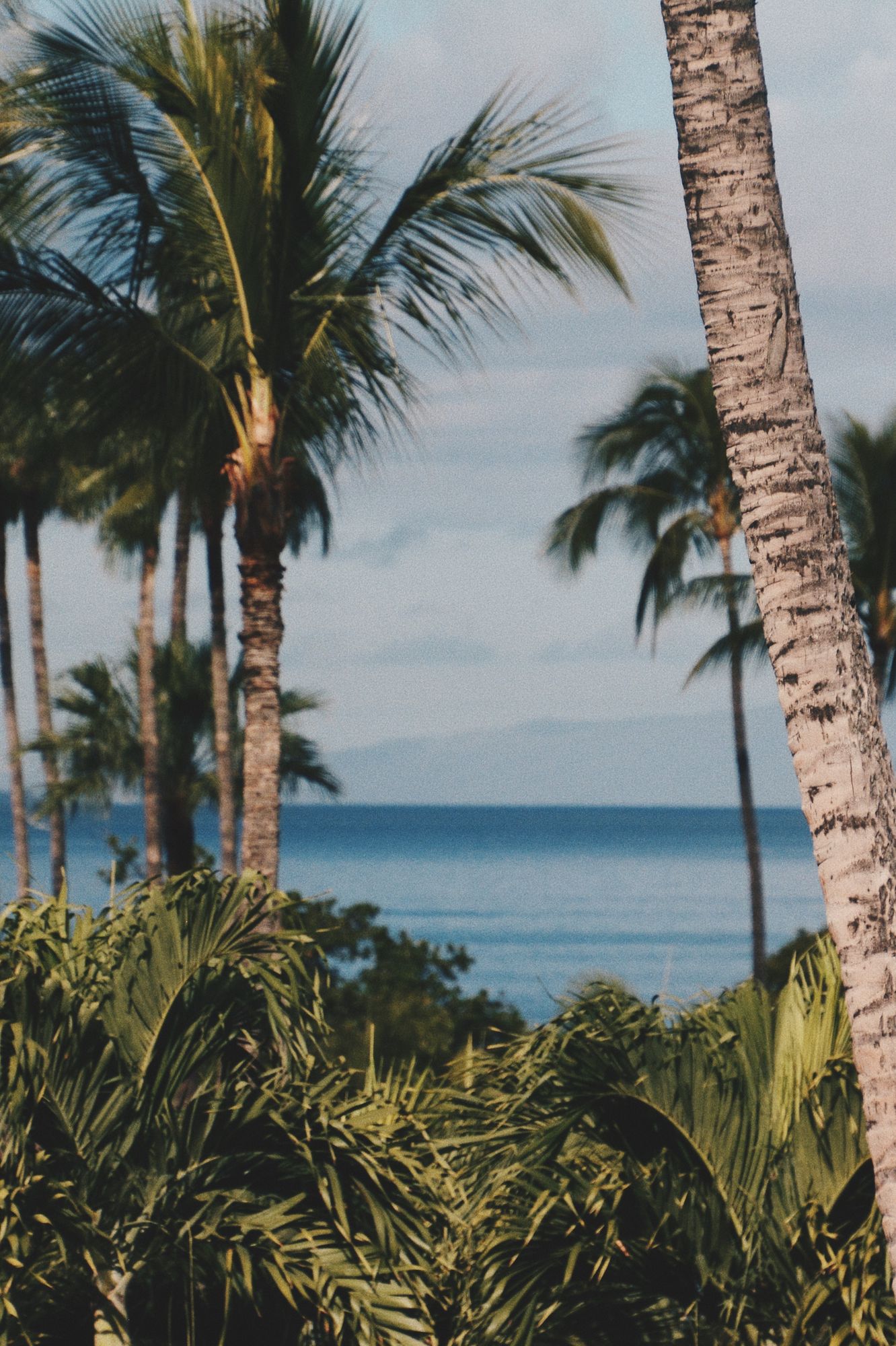 Palm trees over the ocean