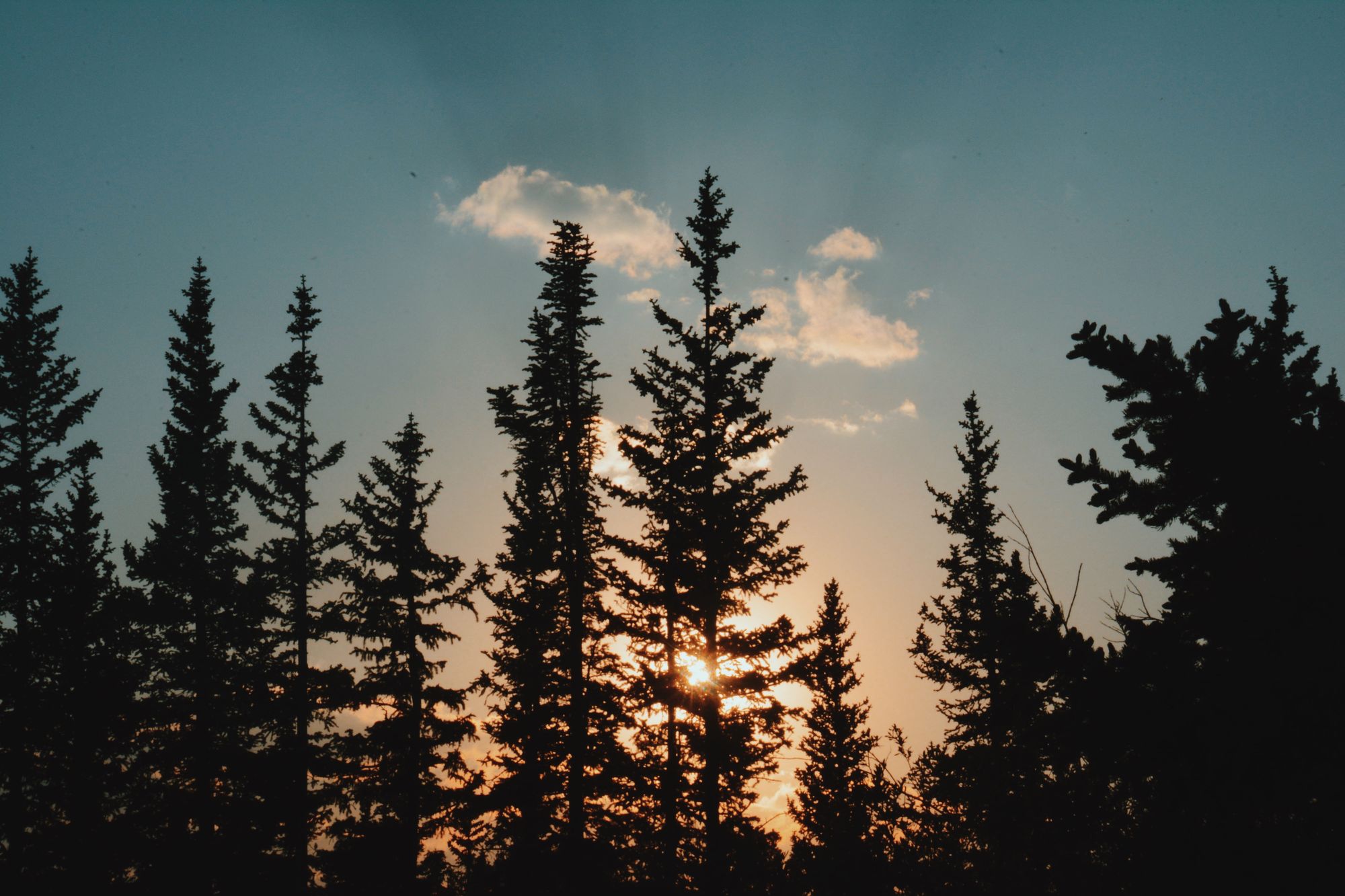 Spruce at sunset
